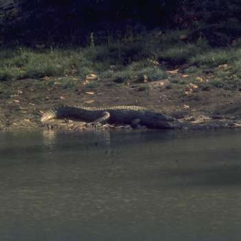 Crocs in the river